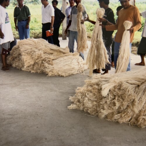 バナナ茎 2025年限定カラー】10/2 BANANA CLOTH（バナナクロス）/ バナナ