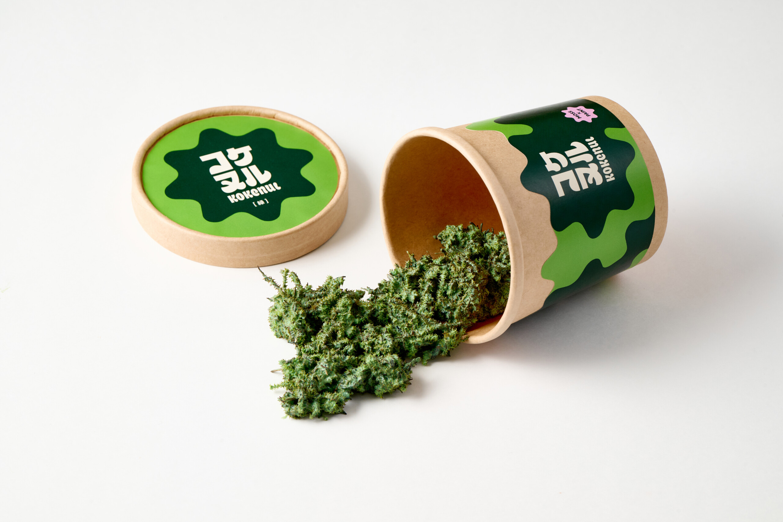 朽木苔 nikken-koke-6.jpg